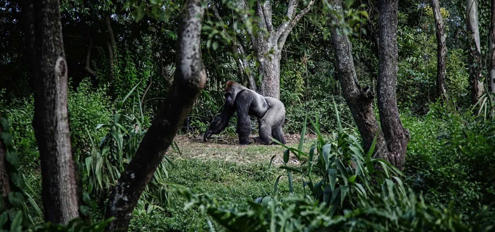 Avila Reizen Gabon gorilla in het bos