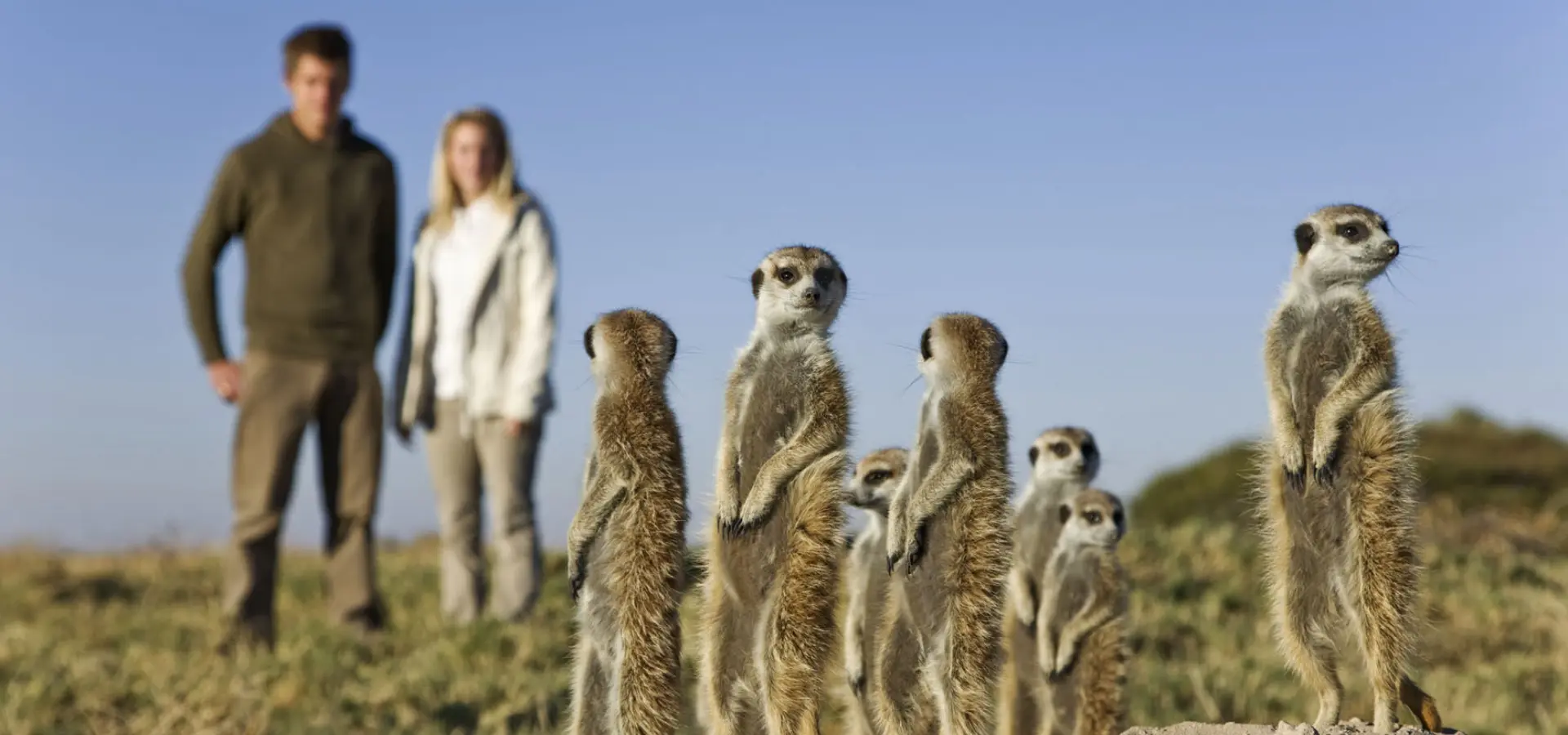 Meerkatrs027d