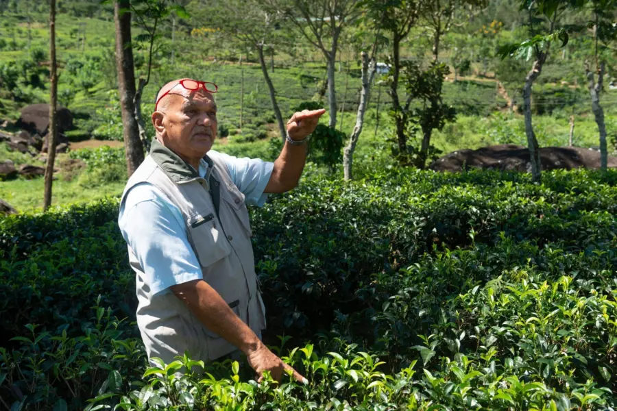 Sri lanka ceylon tea trails planter1