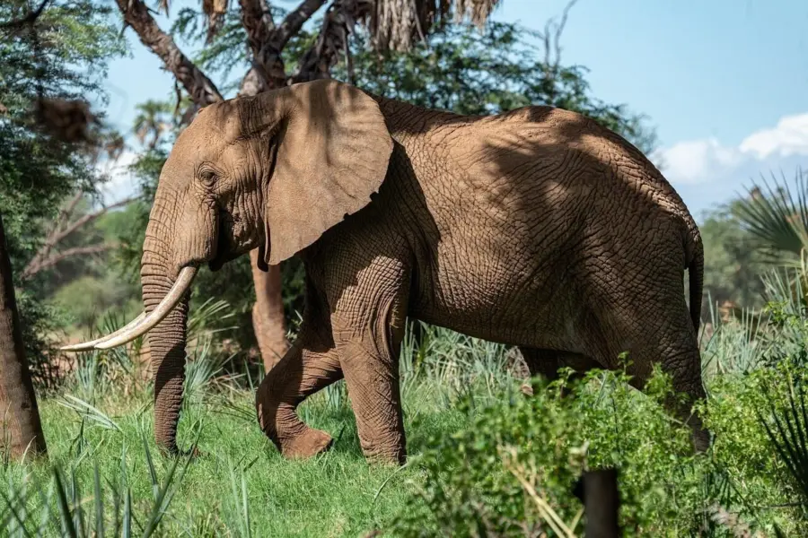 Elephant 439303412801