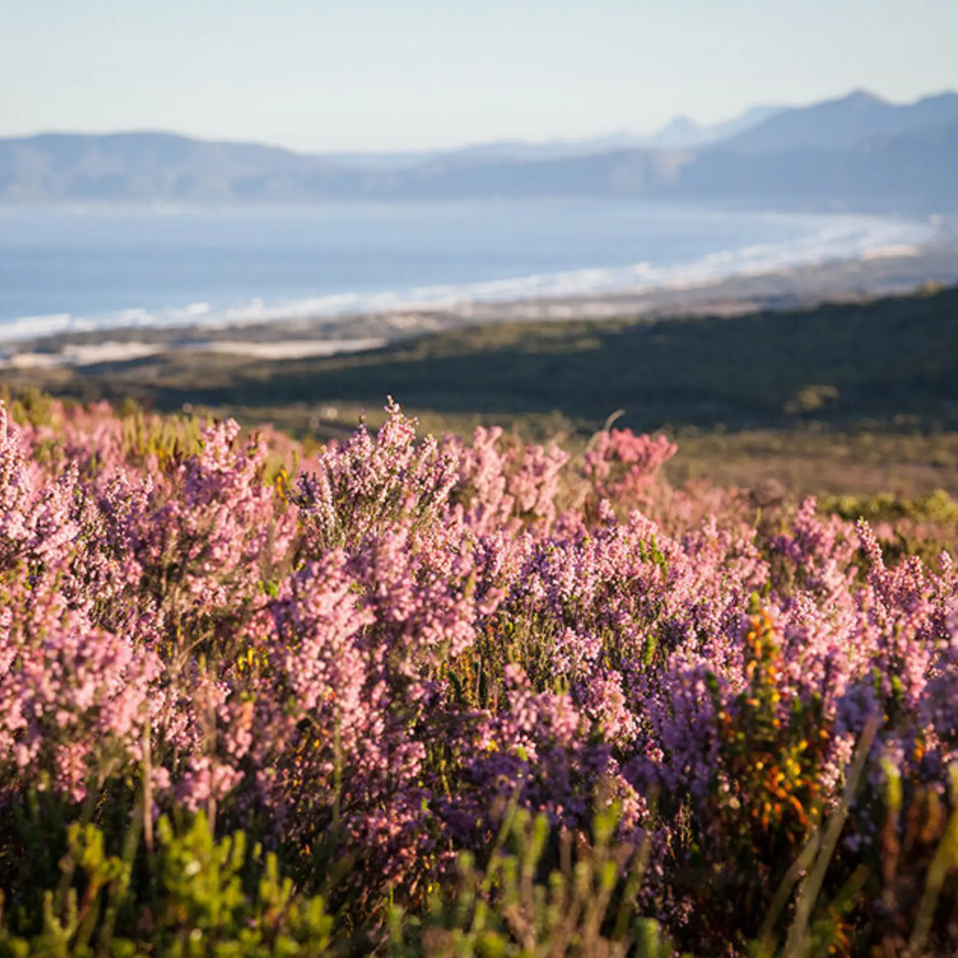 01 reserve flora landscape3