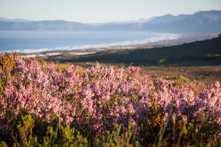 01 reserve flora landscape3