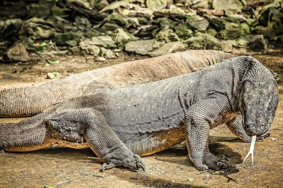 5477687 komodo dragons 23921461920