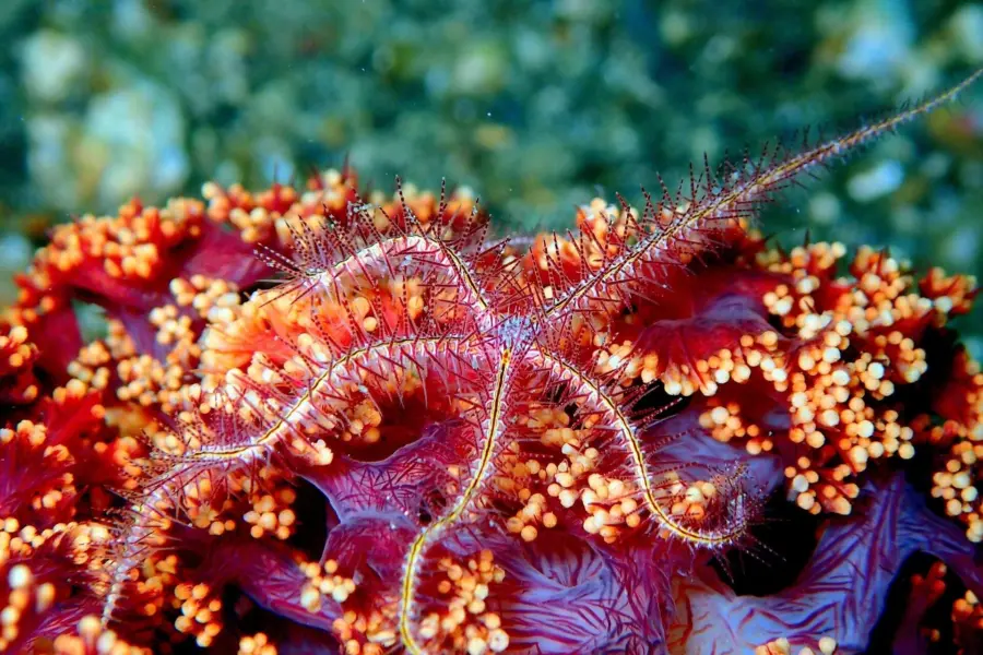 Kevskoot sea star starfish 23368891920