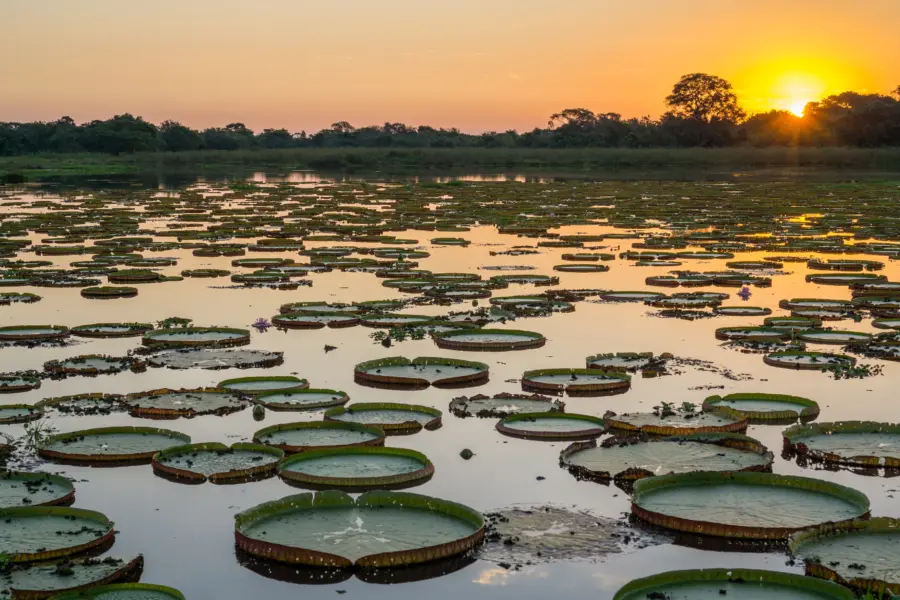 Zonsopgang pantanal