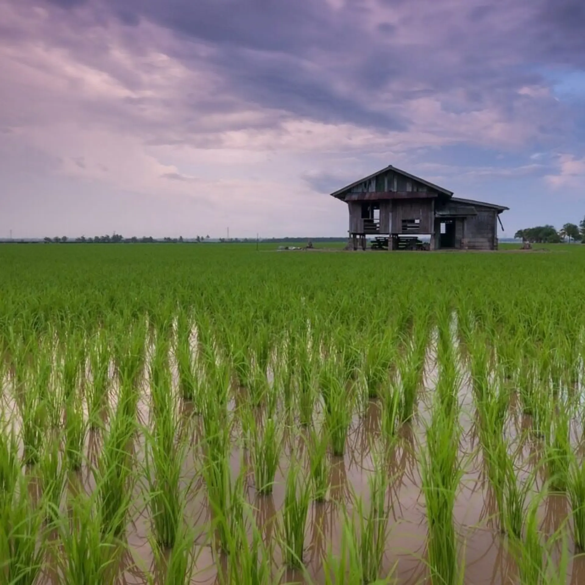 Rice field gc0e32d4aa 1280