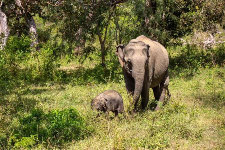 Olifant met jong yala1
